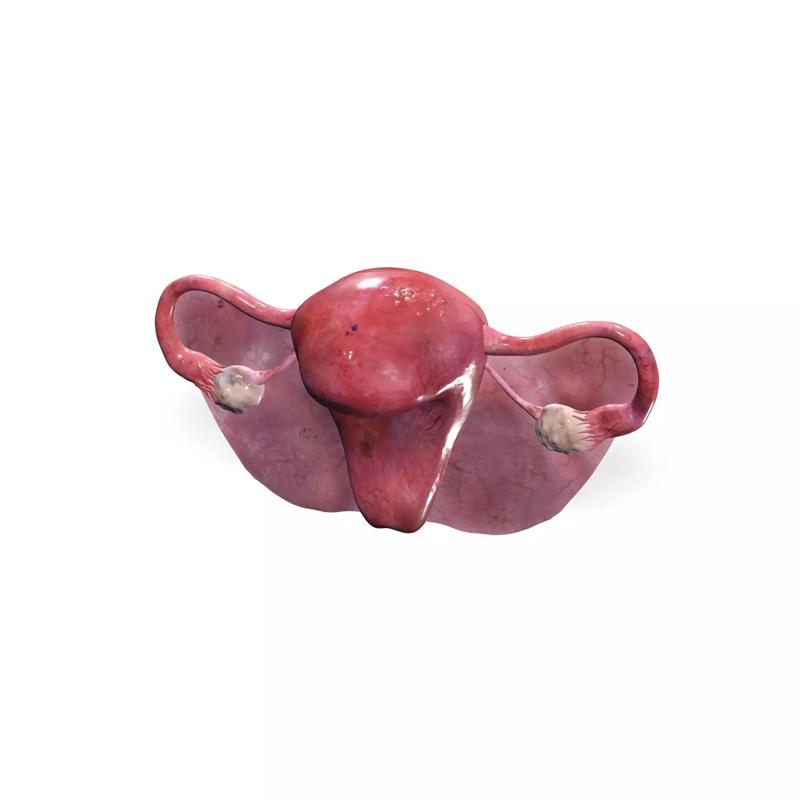 Uterus ANATOMY WOMAN FEMALE HUMAN REPRODUCTIVE