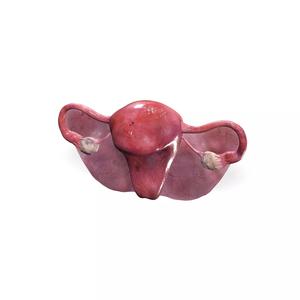 Uterus ANATOMY WOMAN FEMALE HUMAN REPRODUCTIVE