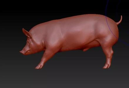 3D Model Pig
