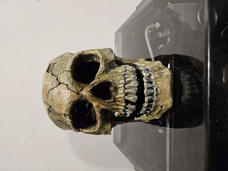Victims Skull