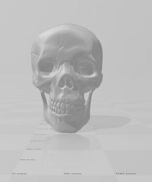 Human Skull Scan