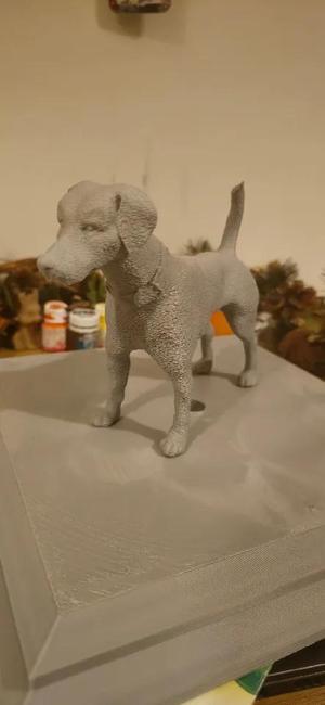 Jack Russell Terrier   