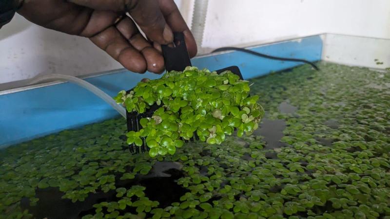 Aquarium Floating Plant Comb