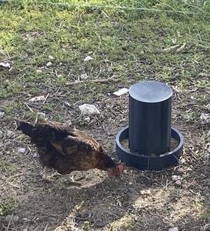Chicken Feeder