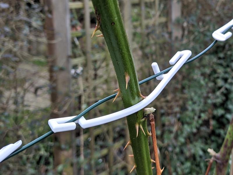 Trellis Clip for Orchards or Vineyards