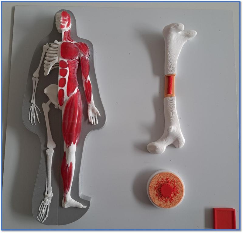 Körper Platte 2 - Druck- und Lehrdateien