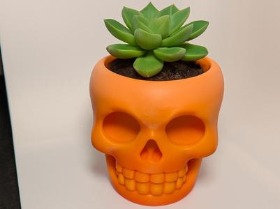 Skull Plant Holder