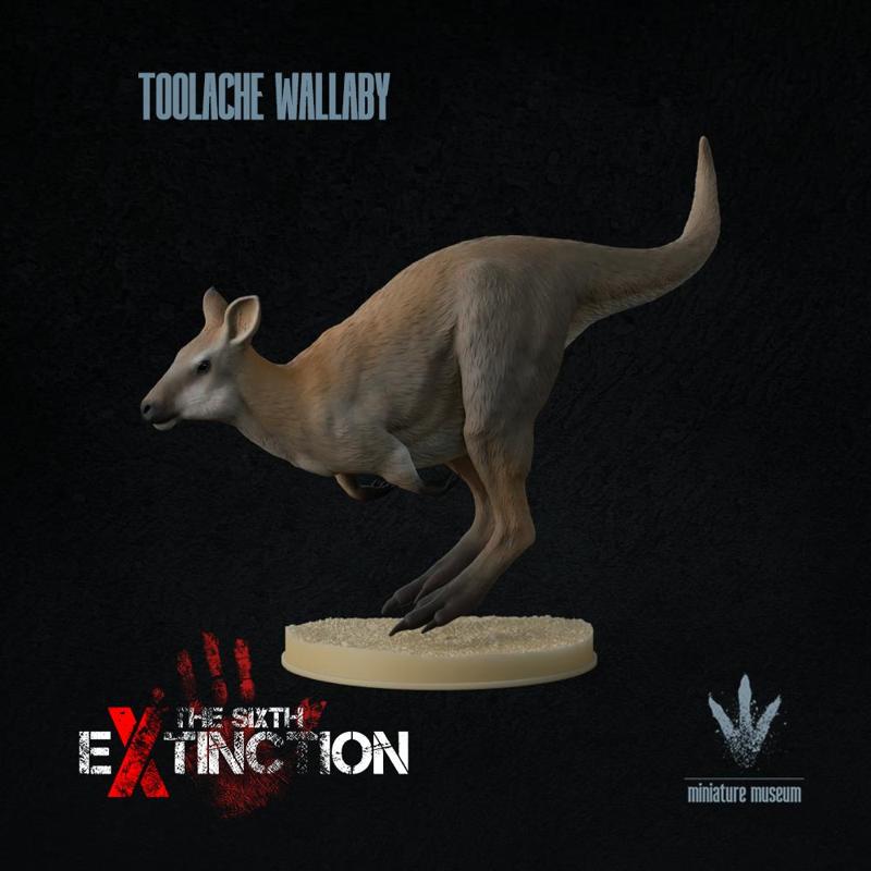 Toolache wallaby : Kangaroo Hop
