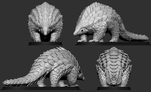 Pholidota