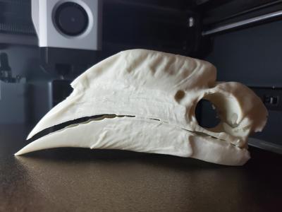White-Thighed Hornbill Skull (Bycanistes albotibialis)