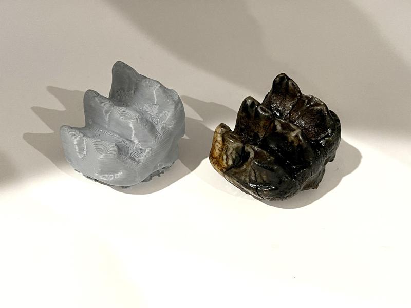 Mastodon Molar Fossil