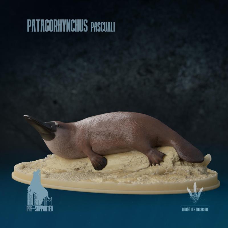 Patagorhynchus pascuali: Resting on a Log