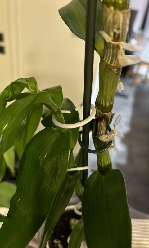 Flower clip / Sponka pro květiny