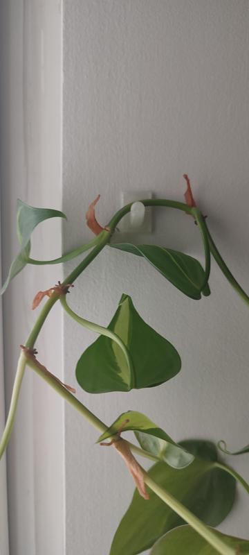 Hook for trailing plants