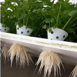 Planting Cone