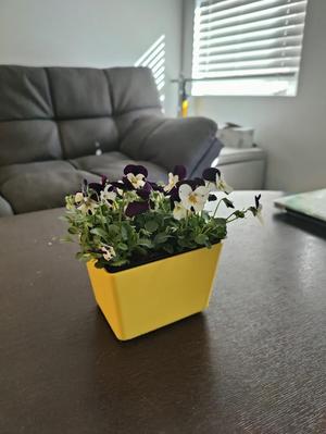 Simple Flower Pot