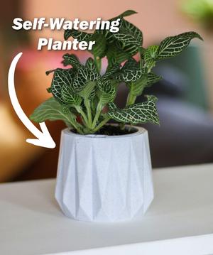 Self Watering Planter - Surface