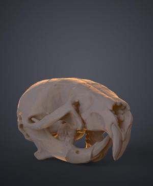 Mouse Skull (Mus Musculus)