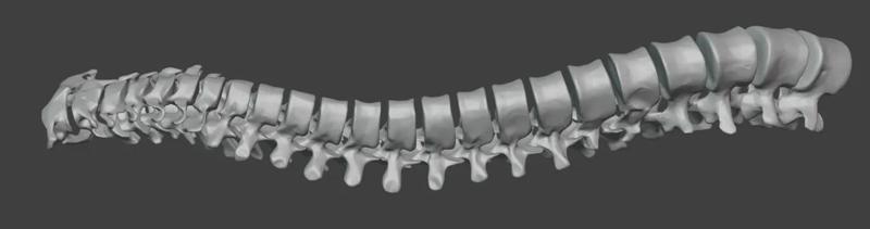 Real Human Spinal column, including cervical, thoracic and lumbar vertebra   