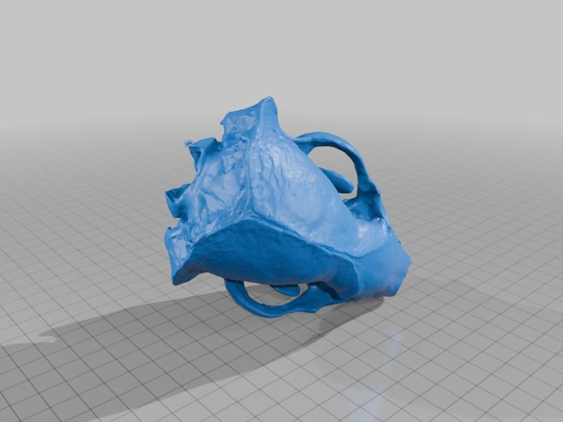 American Badger Skull 