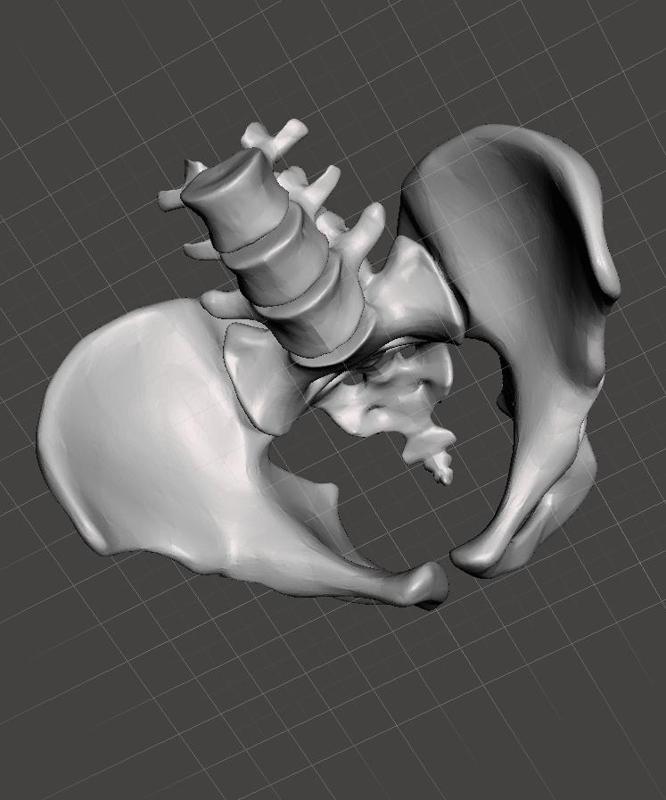 Human Pelvis
