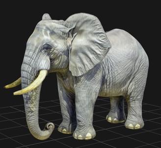 African Elephant Bull