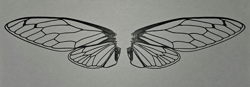 Realistic cicada wings