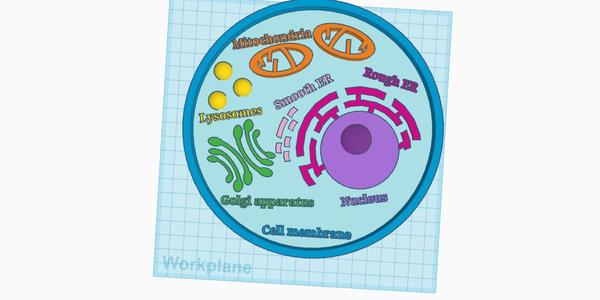 Cell Anatomy