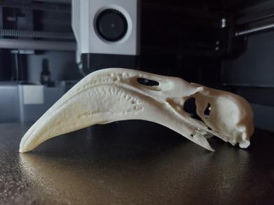 Flamingo Skull