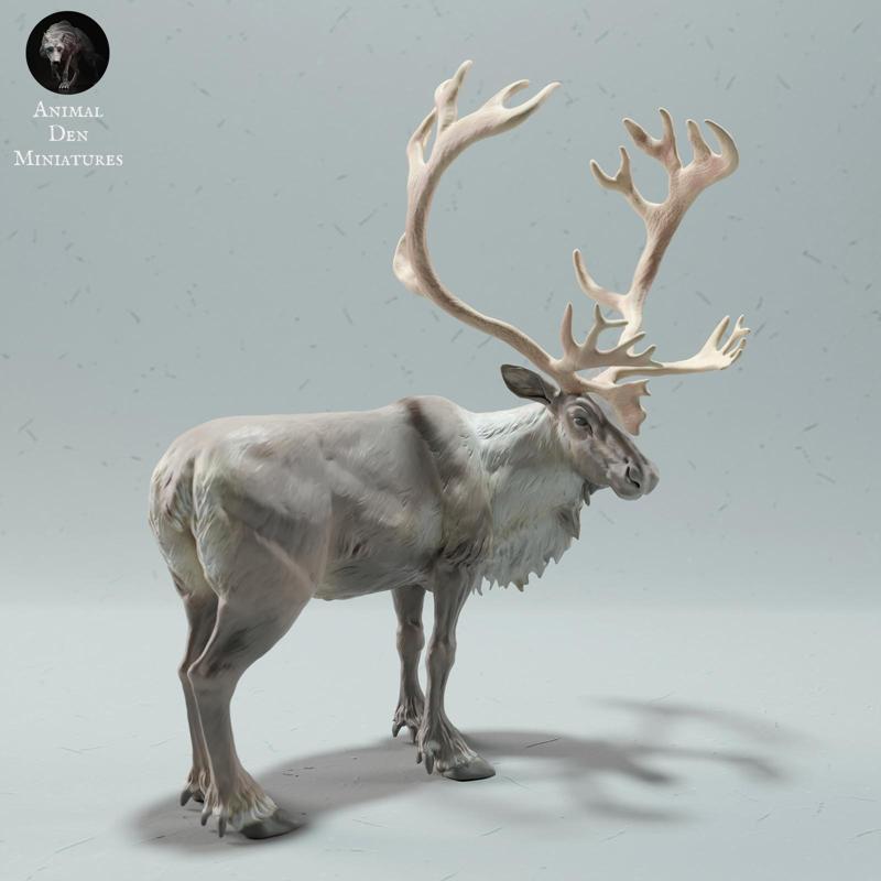 Reindeer / Caribou Bull