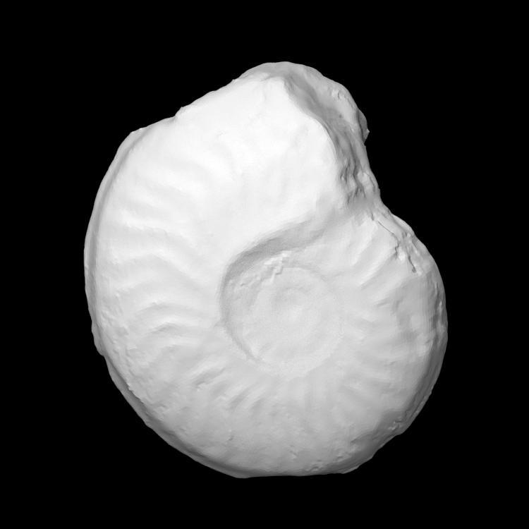 Oedania inflata Buckman