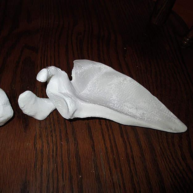 Shoulder Blade, Right Human Scapula Full-Scale