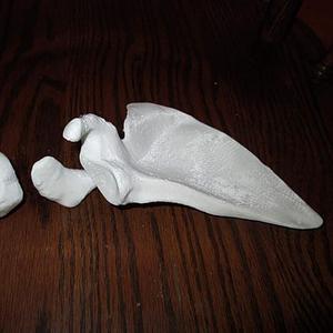 Shoulder Blade, Right Human Scapula Full-Scale