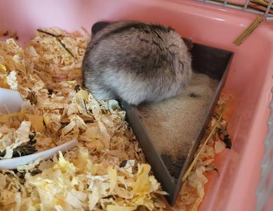 Hamster sand bath