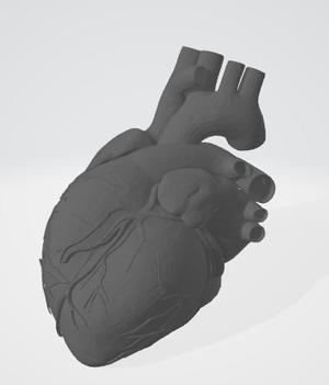 Anatomical Human Heart(Easier to print)