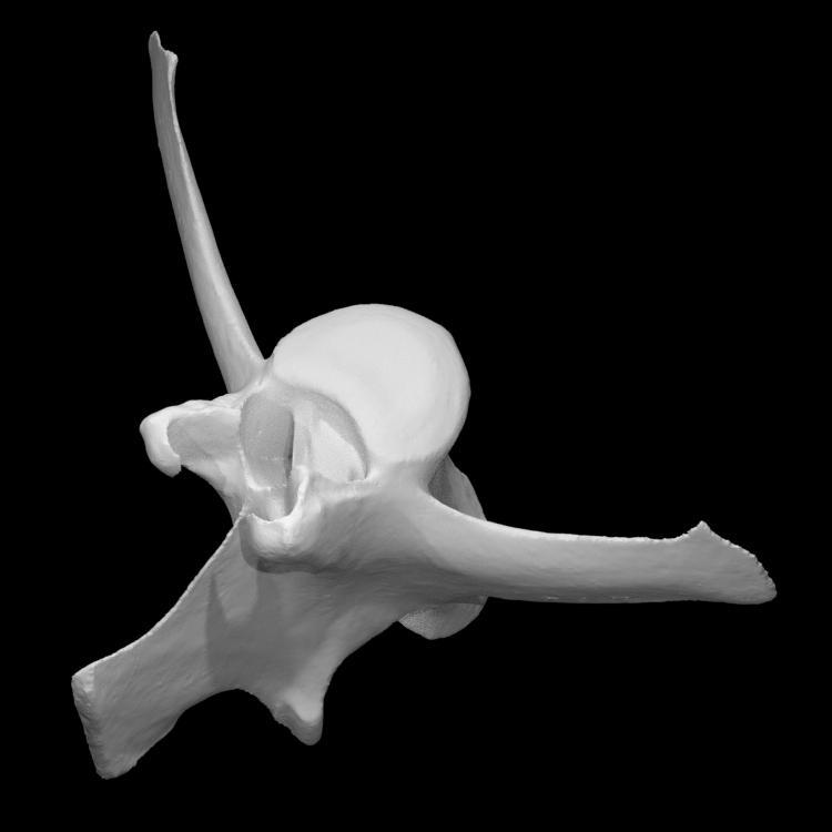 Lumbar vertebra from a deer