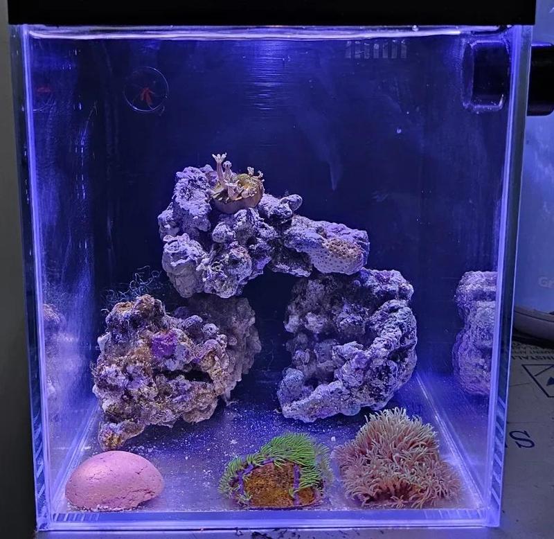 Desktop reef tank, back filter fish tank, nano tank
