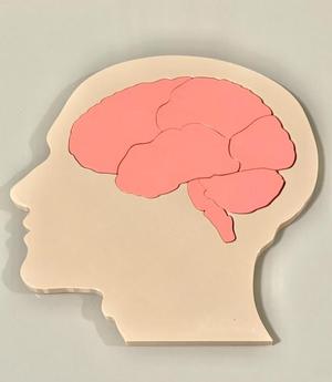 Educational brain puzzle head