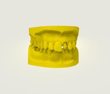 Anatomical model of real human teeth