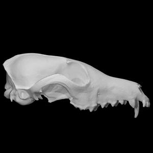 Red Fox Skull