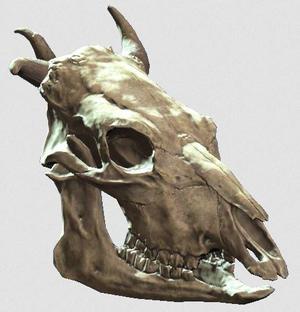 Fallout 4 - Brahmin Skull