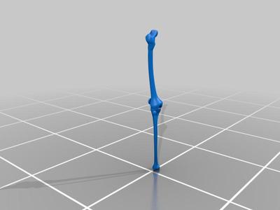 Leg Bones