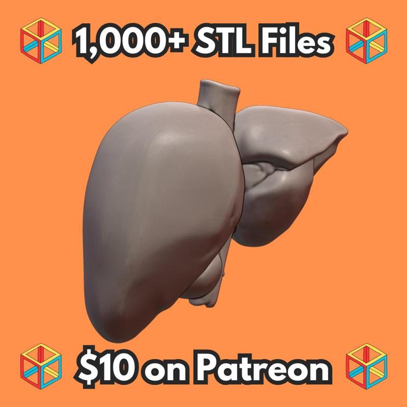 Human Liver Organ Model for Classroom Learning MineeForm FDM 3D Print STL File