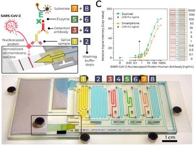 COVID-19 antibody test on a chip by microfluidic chain reaction