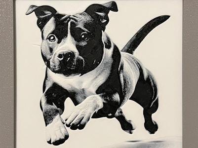 Staffie American stafforshire terrier run Hueforge