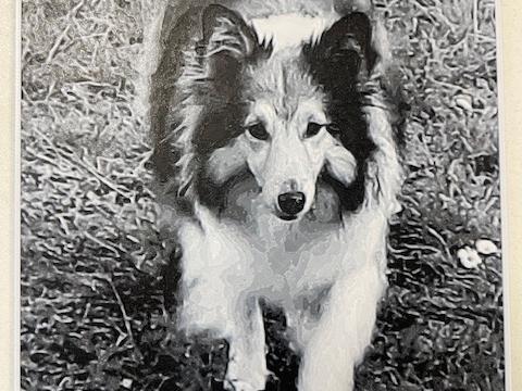 collie dog