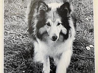 collie dog