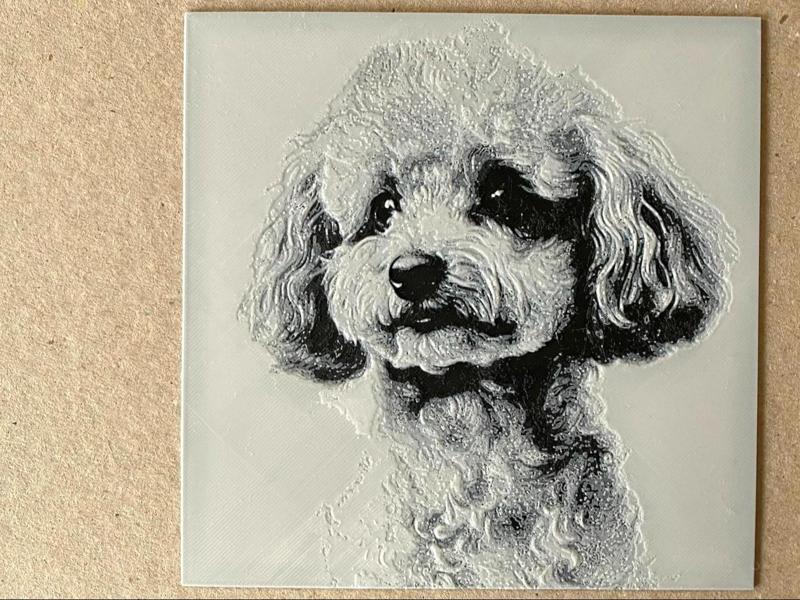 Poodle Dog Portrait