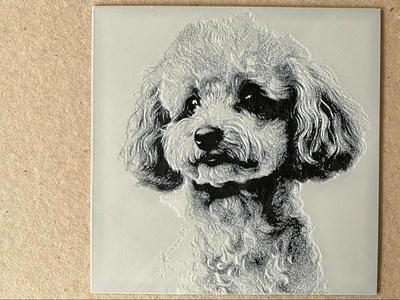 Poodle Dog Portrait