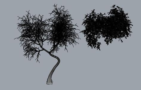 Large tree
